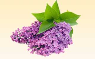 Бывает ли аллергия на сирень?