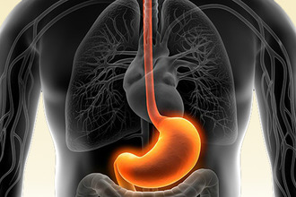 Как состояние кишечника влияет на развитие аллергии? Желудок