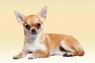 Причины появления аллергии на чихуахуа Чихуахуа