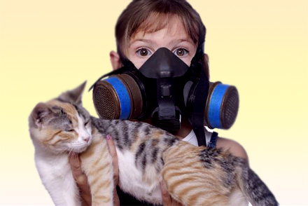 Шерсть вызывает аллергию Аллергия на шерсть