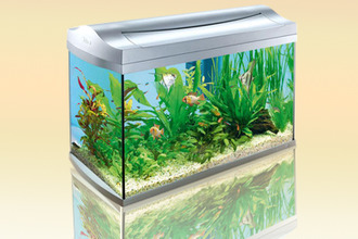 Может ли быть аллергия на аквариумных рыбок? Аквариум