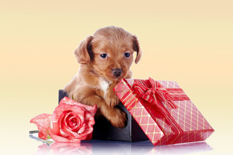 Какую собаку подарить ребенку-астматику? Щенок