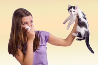 Что именно является аллергеном? Кошачья шерсть
