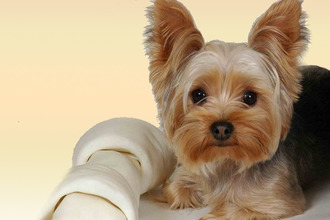 Каковы основные причины заболевания? Йорк