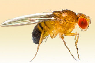 Почему появляется аллергия на укус мошки? Мошка