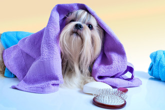 Особенности ухода за животным Уход за собакой