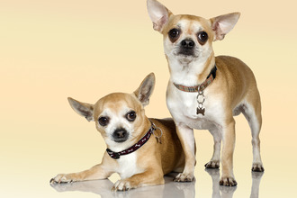 Правила ухода за домашним любимцем Собака