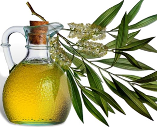 Лечение чайным деревом Чайное дерево