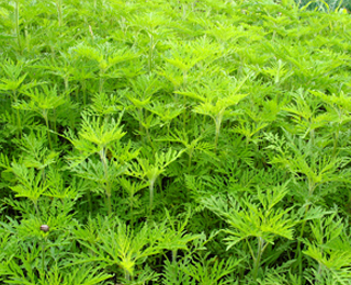 Аллергия на амброзию Амброзия