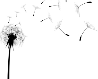 Пыльцевая аллергия на одуванчики Пыльцевая аллергия