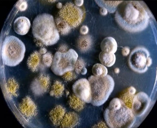 Плесень как причина развития заболевания Плесень