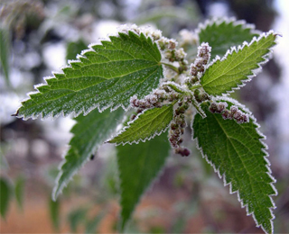 Использование крапивы при лечении Крапива