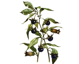 Применение гомеопатического средства Белладонна