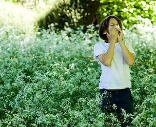 Аллергия на пыльцу растений Пыльца растений