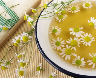 Лечение отваром ромашки Ромашка