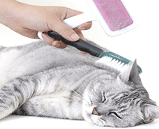 Шерсть животных как аллергический фактор Шерсть животных