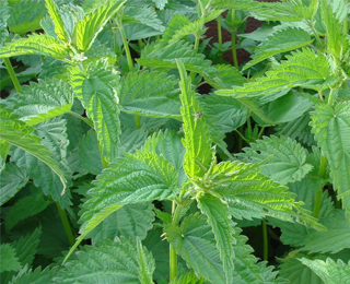 Противовоспалительное средство Крапива