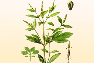 Амброзия - растение вредитель Амброзия - растение вредитель