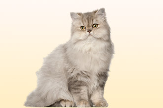 как проявляется аллергия на кошек