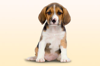 антигистаминная терапия