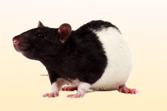 Может ли быть аллергия на крыс аллергия на крыс