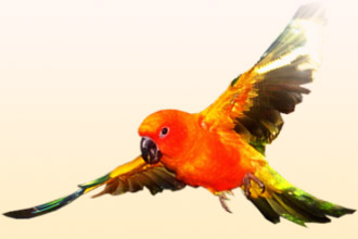 попугай - причина аллергии