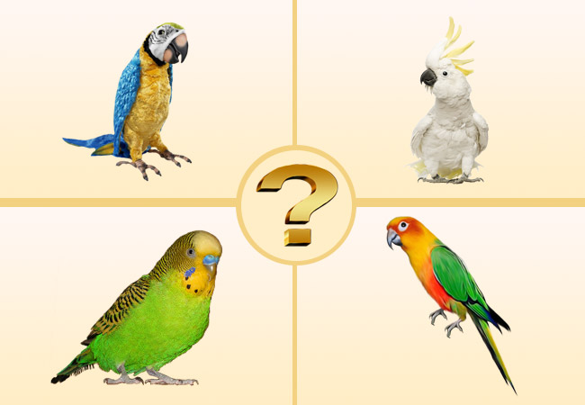 влияет ли вид попугая на аллергию