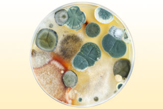Плесень - причина аллергодерматита Колонии плесневых грибов в чашке Петри