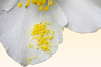 Аллергию в период цветения вызывает реакция на пыльцу Пыльца на цветке