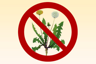 Первое, что необходимо сделать при аллергии - предотвратить контакт с одуванчиком Элиминационные мероприятия