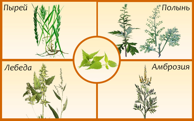 Наиболее распространенные травы-аллергены Растения-аллергены