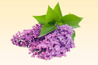 Сирень - распространенный провокатор аллергии Сирень