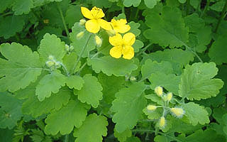 Чистотел Чистотел