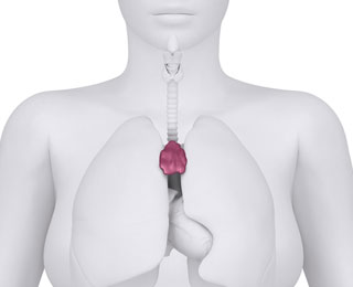 Место формирования цитотоксических клеток Вилочковая железа