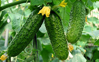 Огурцы Питание при болезни