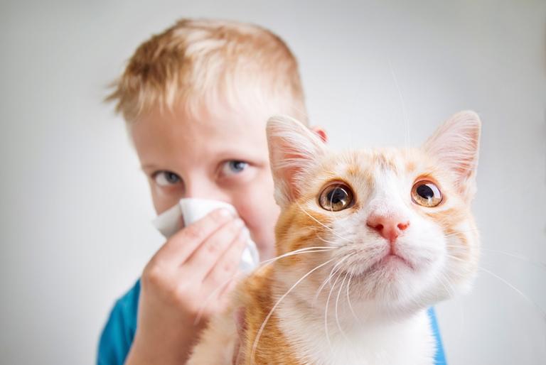 Меры против аллергии на кошачью шерсть Мальчик держит рыжего кота