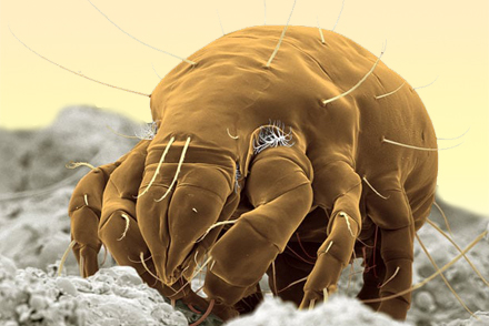 Пылевой клещ - главный аллерген Макрофотосъемка пылевого клеща