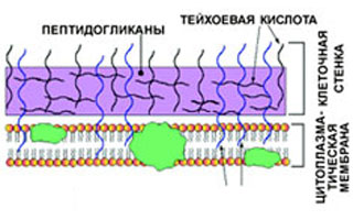 Активный компонент препарата - пептидогликан Состав