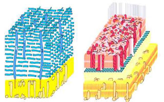 Муреин Противопоказания