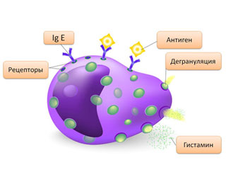 Возникновение гиперчувствительности Схема выработки гистамина
