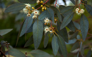 Эвкалипт Состав препарата