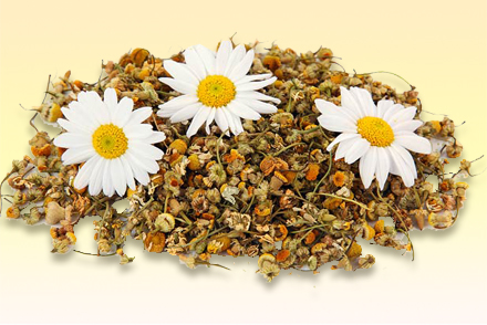 Аптечная ромашка - народный метод лечения аллергии Ромашка аптечная
