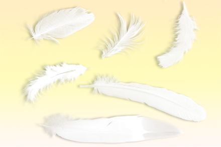 Птичье перо и пух Перья