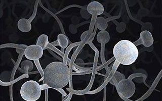 Дрожжеподобный грибок Причины болезни