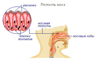 Узкие носовые ходы Причины болезни