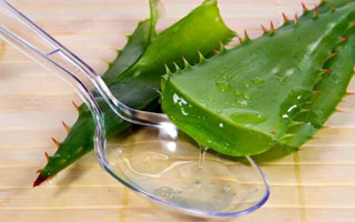 Капаем сок алоэ Народные средства