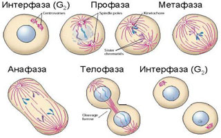 Нормализация митоза клеток Польза солярия