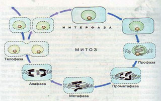 Восстановление клеточного митоза Фитопрепарат "Anti Psori Nano"