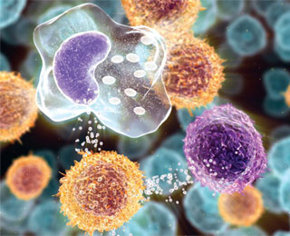 Количество лимфоцитов изменяется с возрастом Лимфоциты